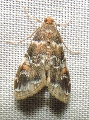 Elophila responsalis