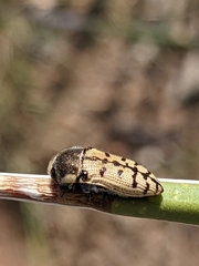 Acmaeodera gillespiensis