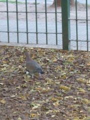Patagioenas picazuro