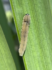 Rhadinoceraea micans