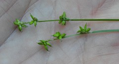 Carex loliacea