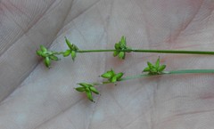 Carex loliacea