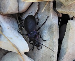 Carabus violaceus picenus