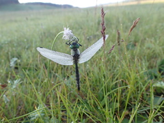 Somatochlora exuberata
