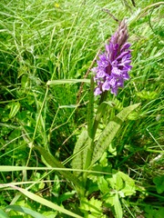 Dactylorhiza praetermissa junialis
