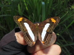 Adelpha iphiclus iphiclus
