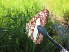 Adelpha iphiclus iphiclus