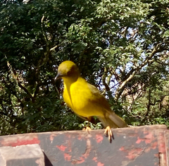 Orthogonys chloricterus