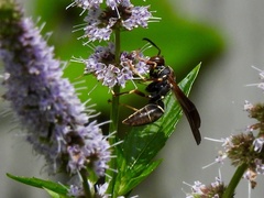 Polistes fuscatus