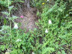 Codonopsis clematidea