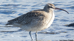 Numenius phaeopus