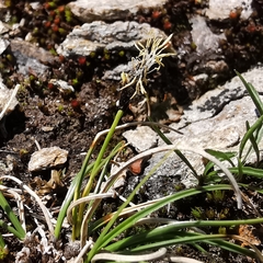 Carex curvula