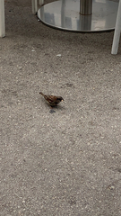 Passer domesticus