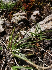 Carex curvula