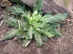 Tracheophyta
