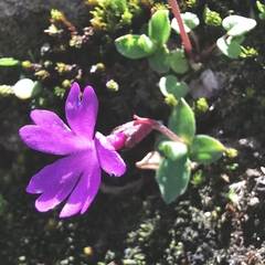 Primula integrifolia