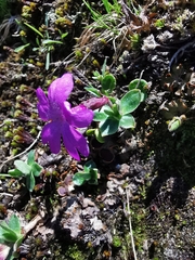 Primula integrifolia