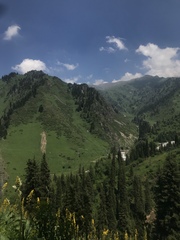 Ligularia macrophylla
