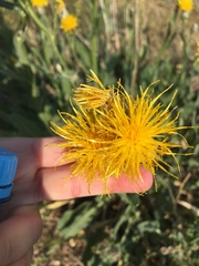 Centaurea chartolepis