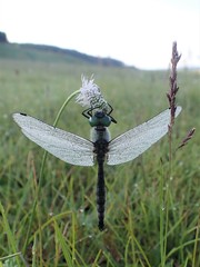 Somatochlora exuberata