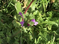 Lamium amplexicaule