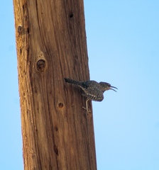 Campylorhynchus brunneicapillus