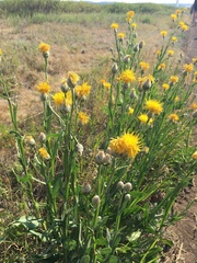 Centaurea chartolepis