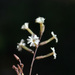Plumbago aphylla - Photo (c) linah, algunos derechos reservados (CC BY-NC), subido por linah