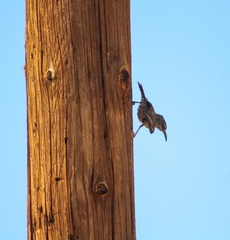 Campylorhynchus brunneicapillus