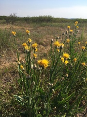 Centaurea chartolepis