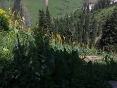 Ligularia macrophylla