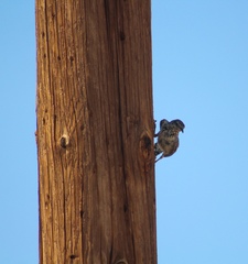 Campylorhynchus brunneicapillus