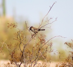 Campylorhynchus brunneicapillus