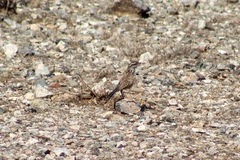 Campylorhynchus brunneicapillus