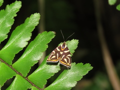 Hemerophila albertiana