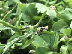 Capsella bursa-pastoris