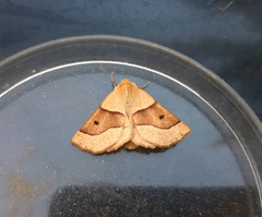 Crocallis elinguaria