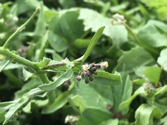 Capsella bursa-pastoris