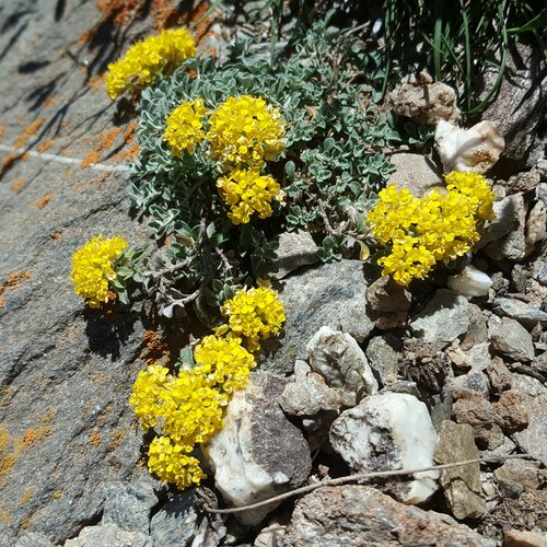 Alyssum alpestre