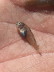 Leiostomus xanthurus