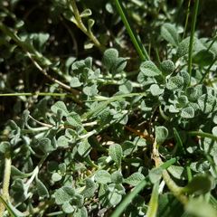 Odontarrhena alpestris