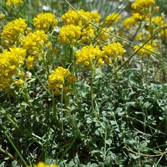 Odontarrhena alpestris