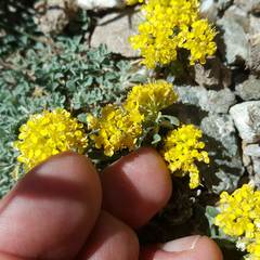 Odontarrhena alpestris