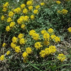 Odontarrhena alpestris