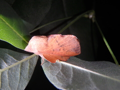 Phyllodesma joannisi