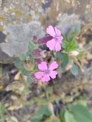Silene acutifolia