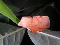 Phyllodesma joannisi