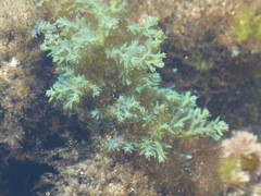 Ericaria selaginoides