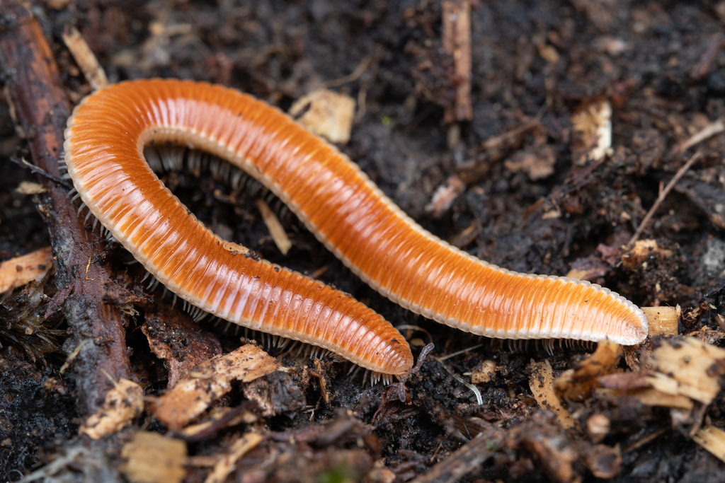 Polyzoniida