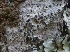 Tephromelataceae